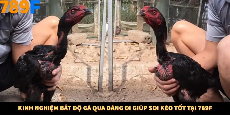 Kinh Nghiệm Bắt Độ Gà Qua Dáng Đi Giúp Soi Kèo Tốt Tại 789F