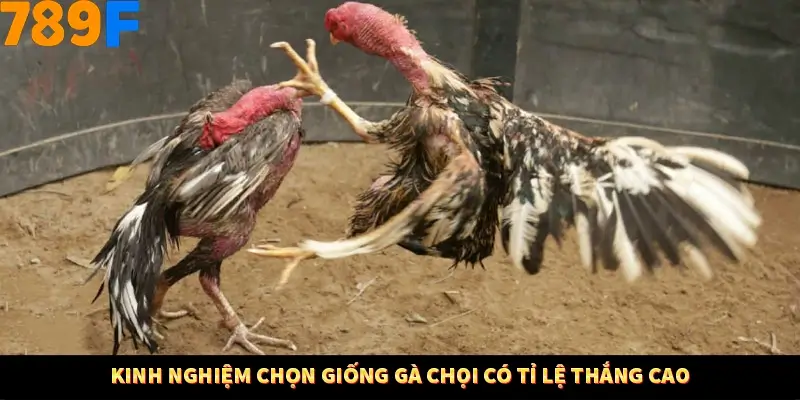 Bí Quyết Đánh Lô Khung 5 Ngày An Toàn Tại Nhà Cái 789F 11 Kinh nghiệm chọn giống gà chọi có tỉ lệ thắng cao