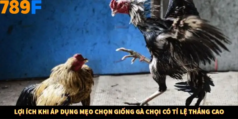 Bí Quyết Đánh Lô Khung 5 Ngày An Toàn Tại Nhà Cái 789F 10 Lợi ích khi áp dụng mẹo chọn giống gà chọi có tỉ lệ thắng cao