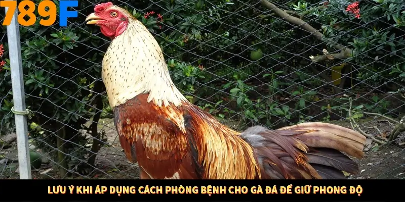 Lưu ý khi áp dụng cách phòng bệnh cho gà đá để giữ phong độ