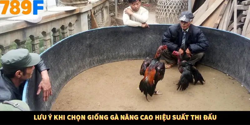 Bí Quyết Đánh Lô Khung 5 Ngày An Toàn Tại Nhà Cái 789F 12 Lưu ý khi chọn giống gà nâng cao hiệu suất thi đấu