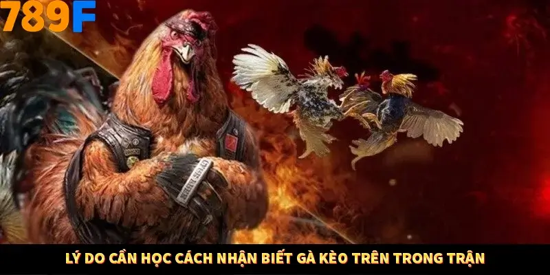 Bí Quyết Đánh Lô Khung 5 Ngày An Toàn Tại Nhà Cái 789F 10 Lý do cần học cách nhận biết gà kèo trên trong trận