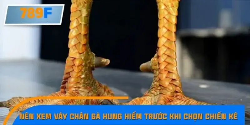 Lý do nên xem vảy chân gà hung hiểm trước khi chọn chiến kê