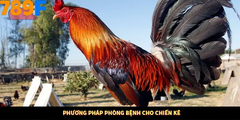 Phương pháp phòng bệnh cho chiến kê