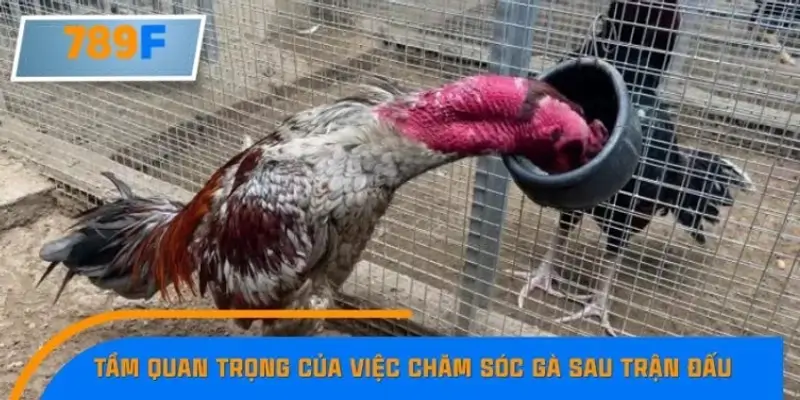 Tầm quan trọng của việc chăm sóc gà sau trận đấu Tầm quan trọng của việc chăm sóc gà sau trận đấu