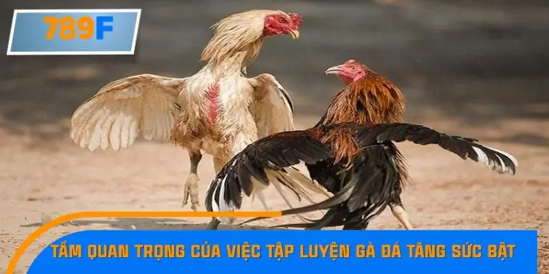 Tầm quan trọng của việc tập luyện gà đá tăng sức bật Tầm quan trọng của việc tập luyện gà đá tăng sức bật