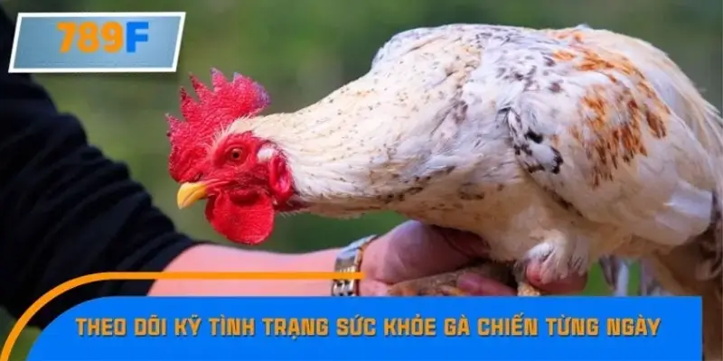 Theo dõi kỹ tình trạng sức khỏe gà chiến từng ngày Theo dõi kỹ tình trạng sức khỏe gà chiến từng ngày