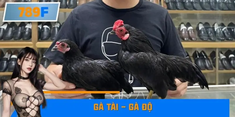 Thủ Thuật Phân Biệt Gà Tài – Gà Độ 6 Thủ Thuật Phân Biệt Gà Tài – Gà Độ