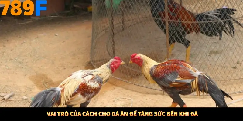 Bí Quyết Đánh Lô Khung 5 Ngày An Toàn Tại Nhà Cái 789F 10 Vai trò của cách cho gà ăn để tăng sức bền khi đá